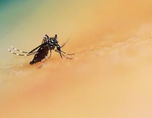 Aedes species mosquito, a transmitter of Dengue fever