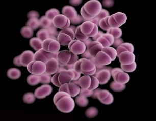Neisseria gonorrhoeae, bacterium that is the cause of gonorrhea, a common sexually transmitted infection
